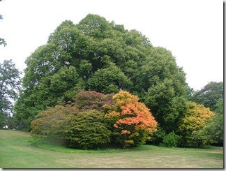 Batsford Arboretum, Cotswolds