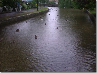 Rain in Bourton, at least the ducks were enjoying it!
