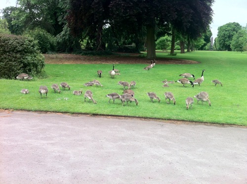Canada Geese at Kew